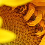 The big sunflower