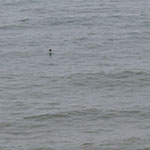 Ocean
