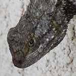Fence Lizard