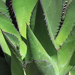 Yucca