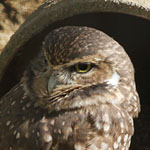 Burrowing Owl