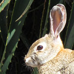 Wild Rabbit