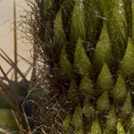 Cactus Bud