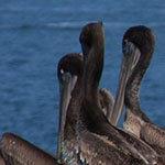 Pelicans
