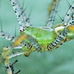 Green Lynx Spider