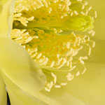Yellow Cactus Flower