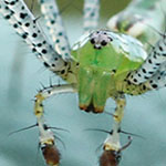 Green Lynx Spider
