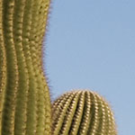 Saguaro Cactus