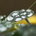 Raindrops on a Yellowbird