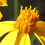 Sunflower family