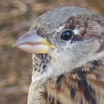Sparrow