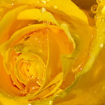 Yellow Miniature Rose