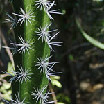 Mexican Fencepost