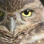Burrowing Owl