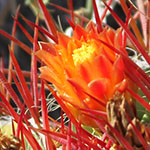 Orange Cactus Flower