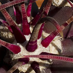 Red Cactus Spines