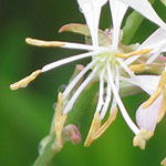 Butterfly Whirl