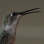 Hummingbird on Feeder