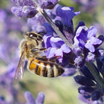 Bee on Lavender