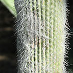 White-haired Cactus