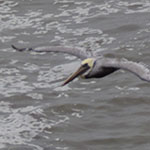 Pelican and Surf