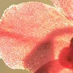 African Violet Petals