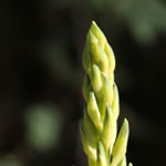Aloe Flower