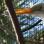 Egret