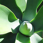Yucca