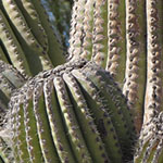 Saguaro