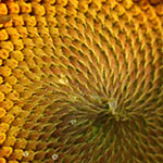 Sunflower at Sunrise