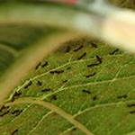 Aphid Farm