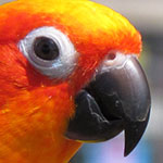 Conure, ready for action