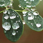 Raindrops on a Yellowbird