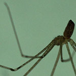 Daddy Longlegs