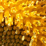 Backlit Sunflower