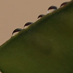 Rain on Yellowbird Seedpod