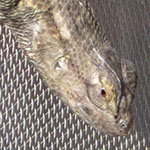 Fence Lizard on Screen