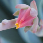 Echeveria in Shade