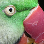 Parrot