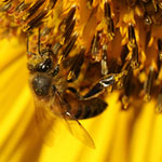 Bee on Sunflower