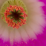 Pink Cactus Flower