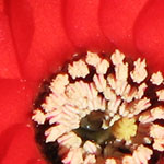 Red Cactus Flower