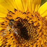 Bee on Sunflower