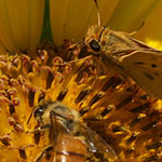 Bee and Butterfly
