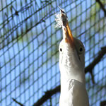 Egret with Sun and Feather