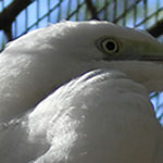 Egret, preening almost done