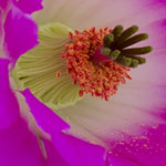 Magenta Cactus Flower