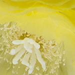 Yellow Cactus Flowers