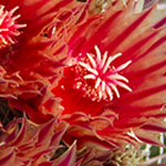 Orange Cactus Flowers
